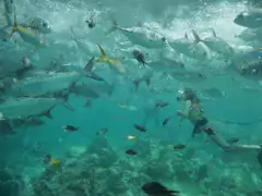 Scuba Diving in US Virgin Islands
