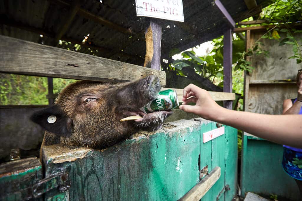 Pig drinking beer at the Domino Club, St. Croix. U.S. Virgin Islands