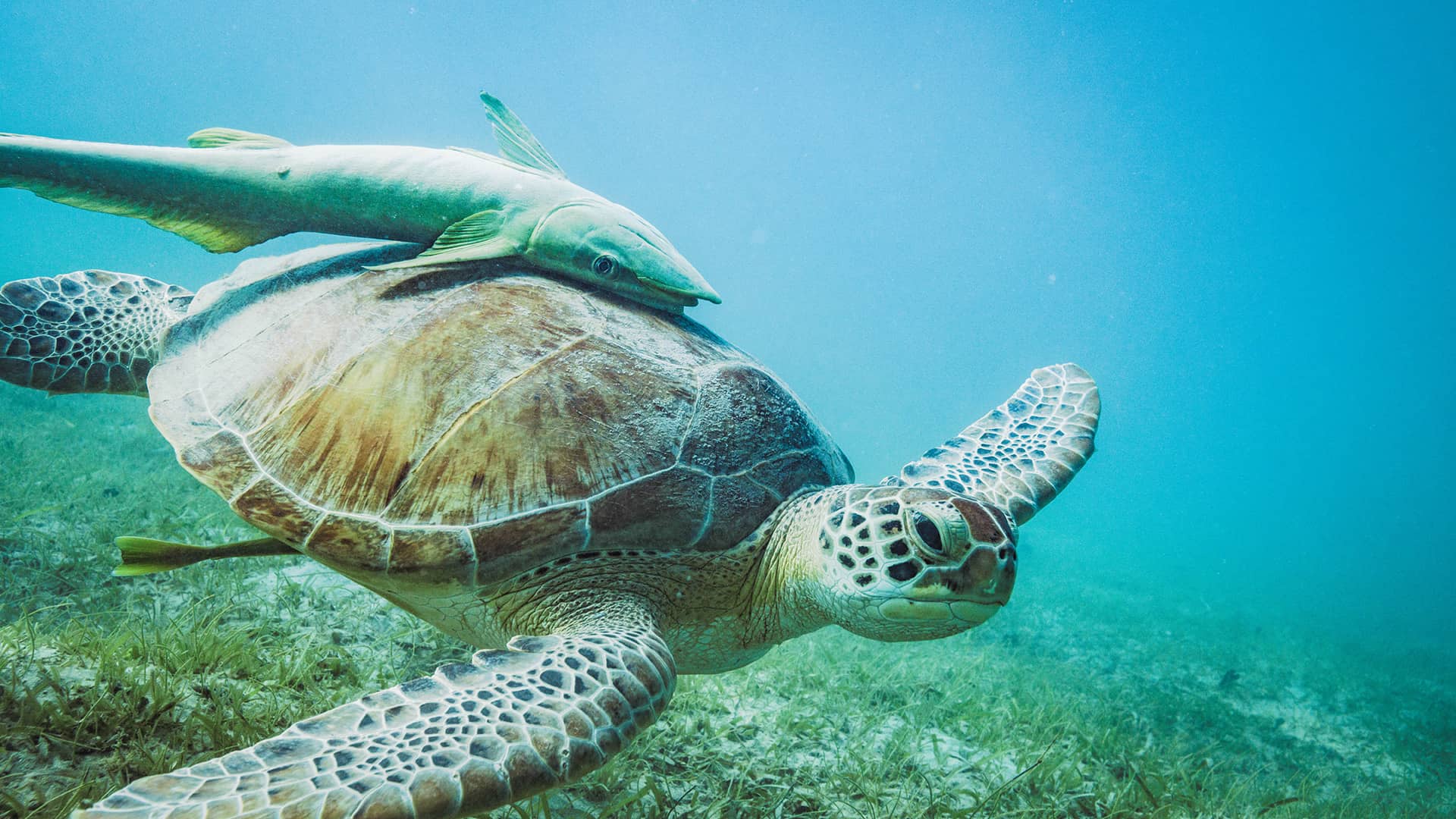 Underwater marine life views in St. John, USVI