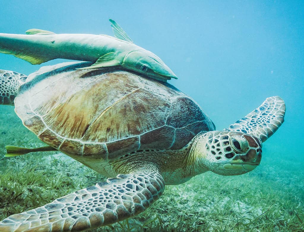 A turtle swims in open water with a fish on its back