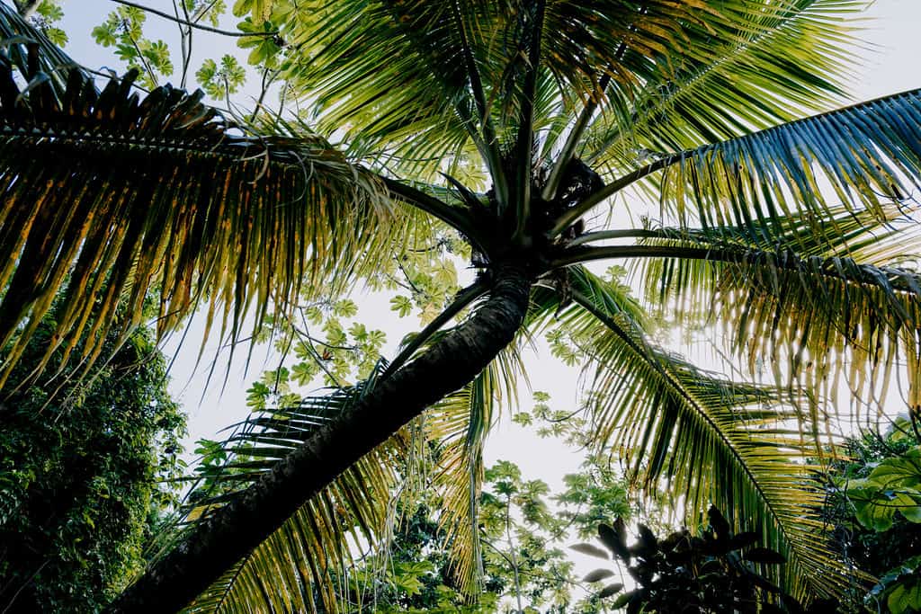 Palm tree in USVI