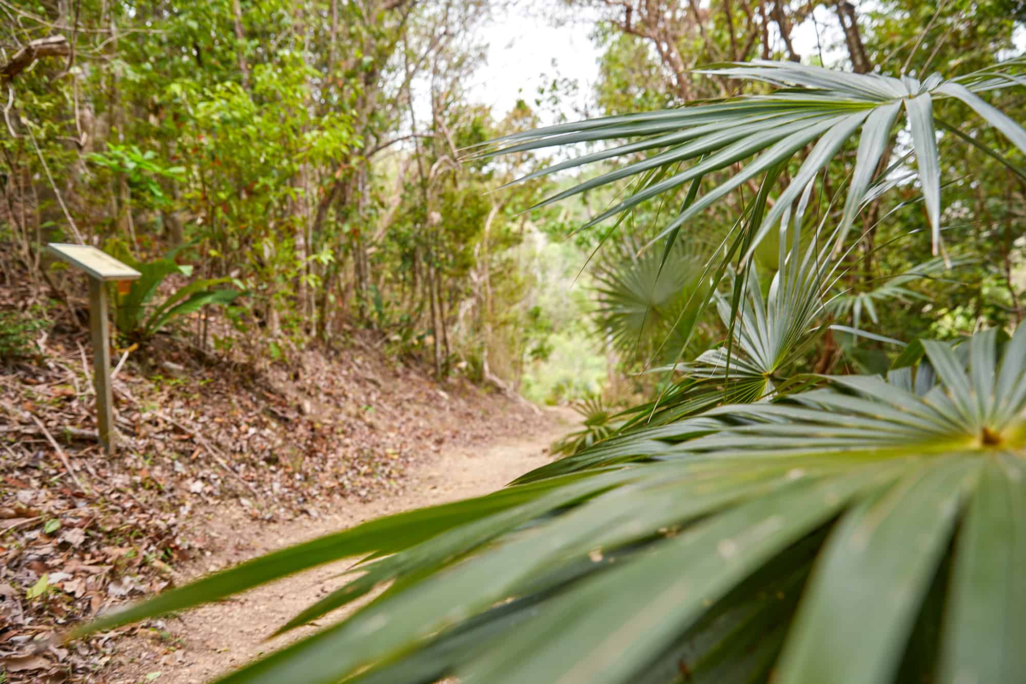 Reef Bay Trail, St. John, USVI