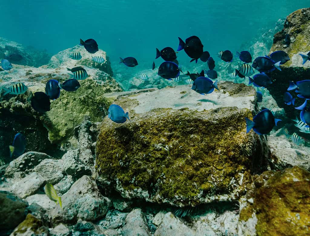 Scuba diving