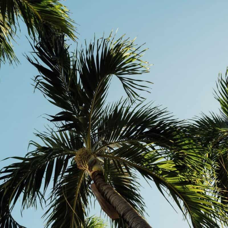 Upward view of palm trees with green fronds against a clear blue sky.