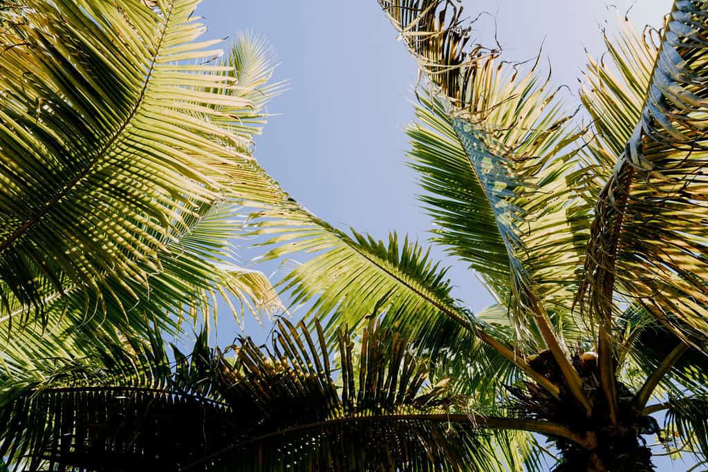 Palm trees and a blue sky in St. Croix USVI