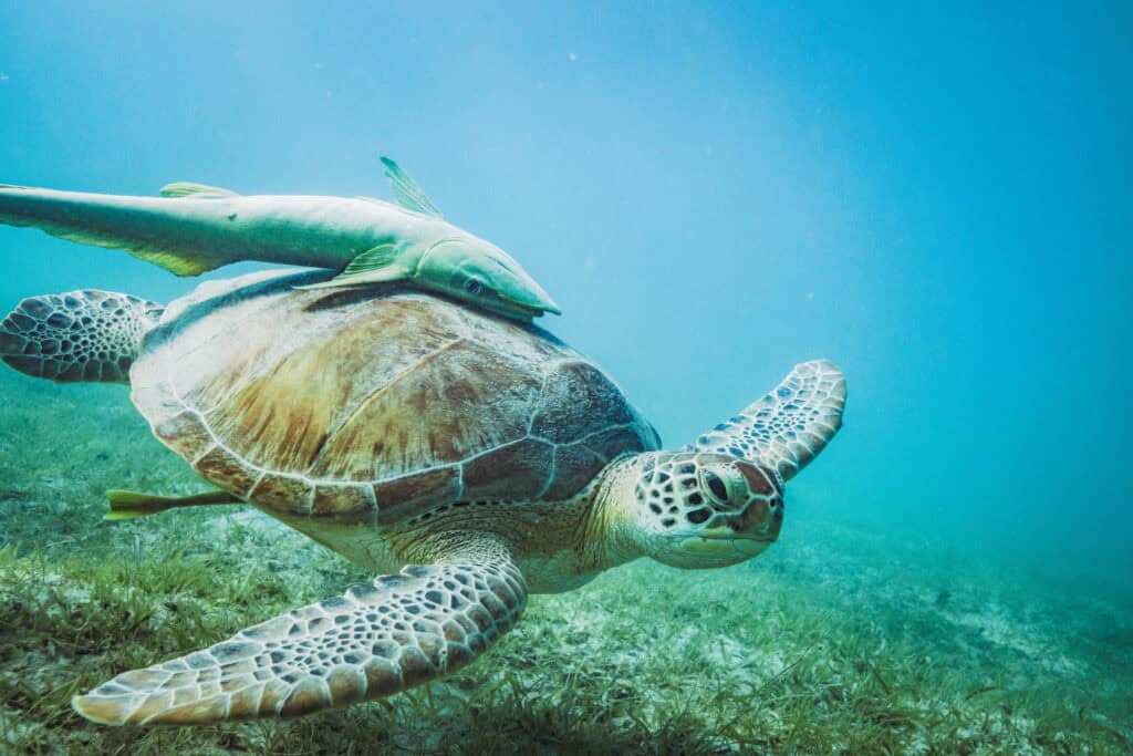 A sea turtle swims underwater with a remora fish attached to its shell, surrounded by clear blue water and some seagrass below in St. John, U.S. Virgin Islands.