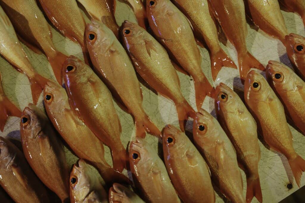 Fish on display after they were caught during a charter with Neptune Adventure in St. Thomas waters in the U.S. Virgin Islands.
