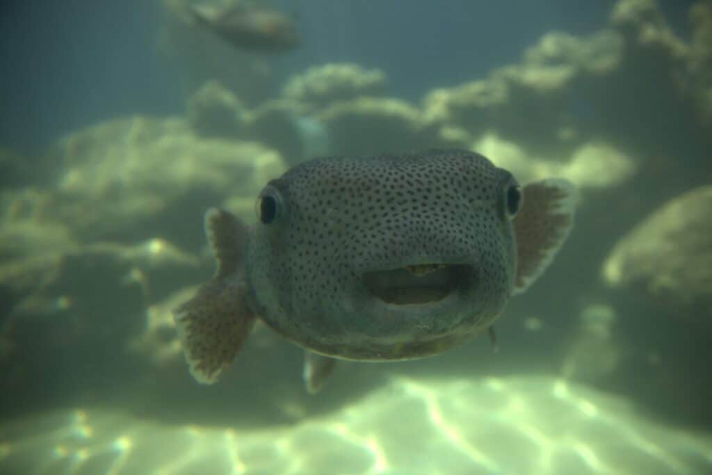 A fish swims off the coast of Coki Point  on St. Thomas in the U.S. Virgin Islands.
