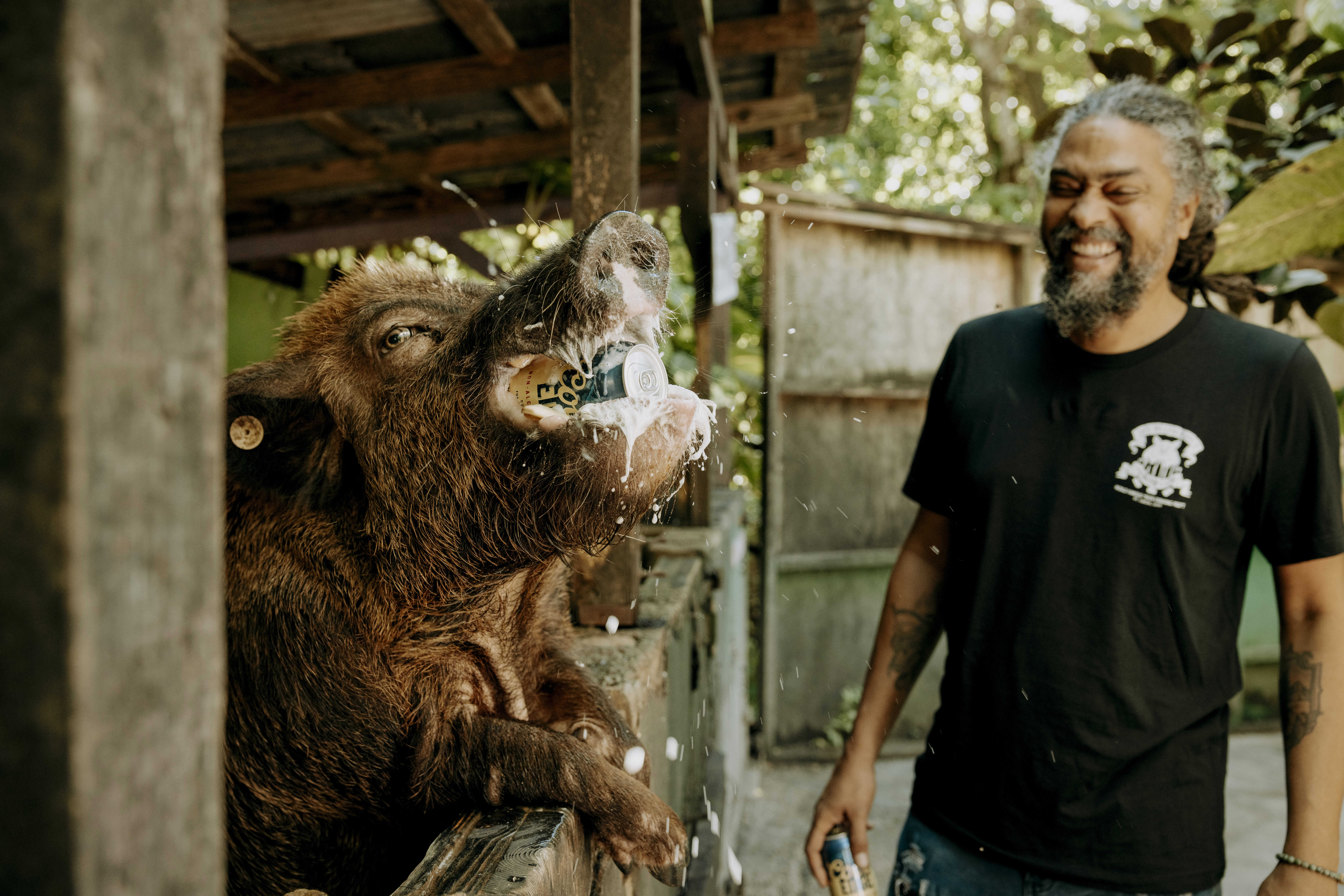 Beer-drinking pig at Mt. Pellier Domino Club on St. Croix, U.S. Virgin Islands