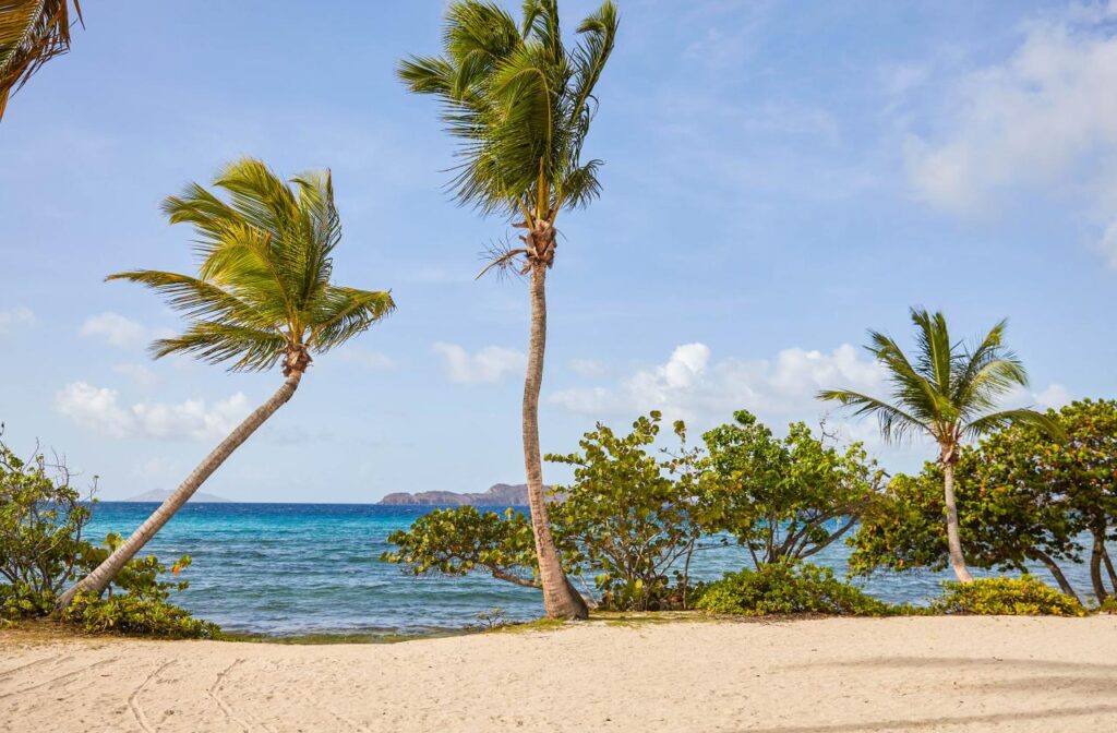 Three palm trees on the sandy Sapphire Beach at Red Hook on St. Thomas with green shrubs, blue ocean water, and an island visible in the distance under a clear sky.