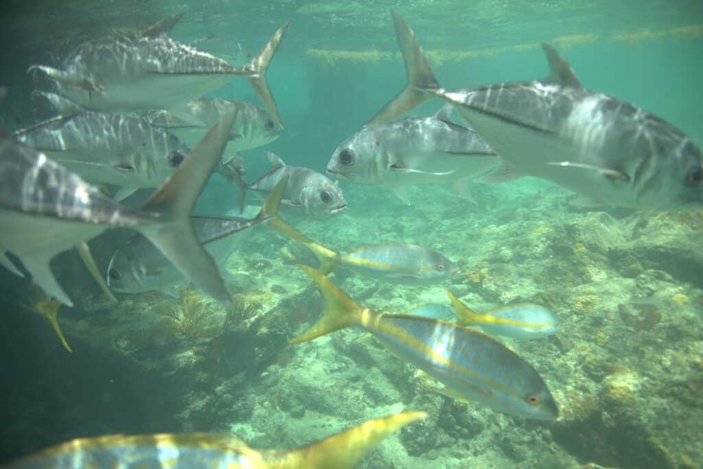 A group of silver and yellow fish swim underwater above a rocky, sunlit sea floor. at Coki Point Beach, St. Thomas, USVI.