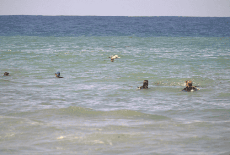 Four people wearing scuba gear are floating in the ocean off Cane Bay Beach on St. Croix, USVI, while a bird flies low above the water under a clear sky.