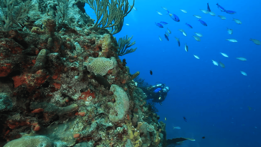 A scuba diver swims near a colorful coral reef with various fish and marine life visible in clear blue water off St. Croix, USVI.