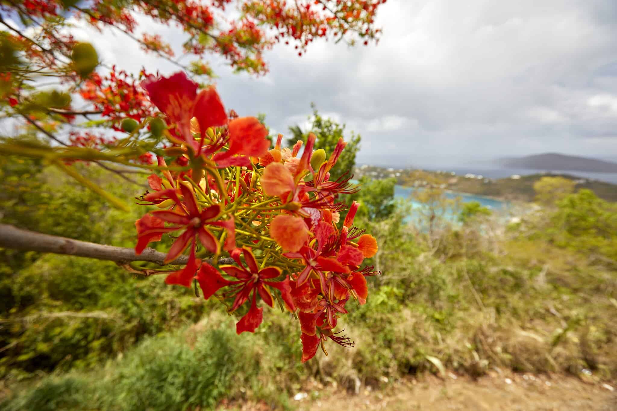 Bright red flamboyant flowers in the foreground with a blurred tropical bay and hillside in the distance overlooking Cruz Bay on St. John, USVI.